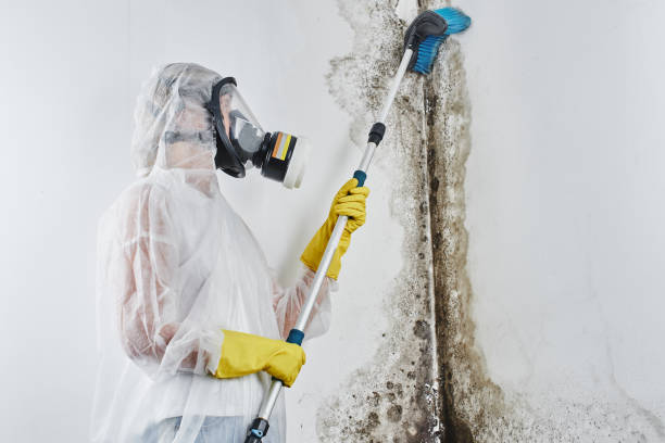 Best Mold Testing and Removal  in Elberta, AL