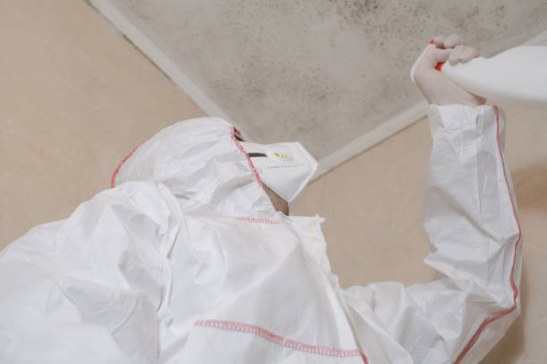 Mold Removal and Inspection in Elberta, AL