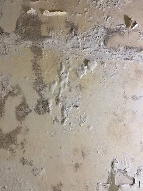 Best Professional Mold Removal  in Elberta, AL