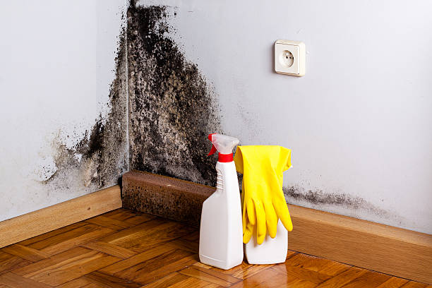 Mold Testing and Removal in Elberta, AL